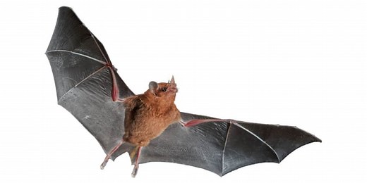 How and When did Bats Evolve? – North American Nature