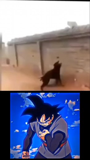 Playful Dog Interactions and Anime Action Scenes