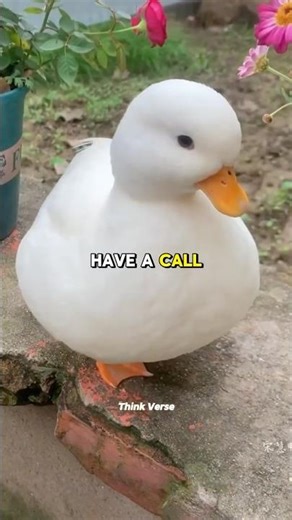 The Cutest Tiny Duck You’ve Never Seen! 🦆✨