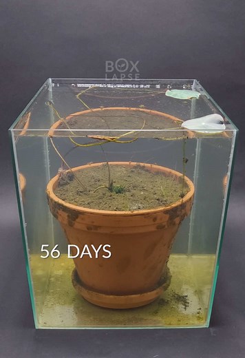 Lotus Plant Growth in Aquarium Time-Lapse