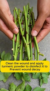 Propagating rose cuttings with turmeric #lovegardening #gardeningisfun #Countrygarden #veggiegarden #happygardening | Gardening Hacks