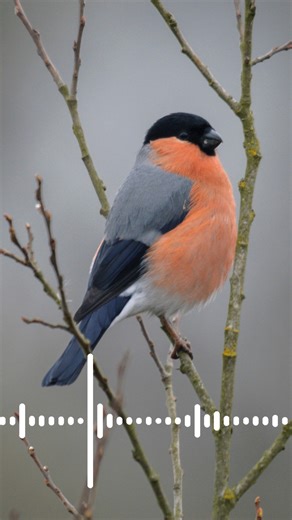 🔊 Sound on! 🐦 Bullfinches bring a brilliant burst of colour wherever you see them. 🌳 They build nests in thick cover and rarely use nest boxes. If your garden has dense vegetation and is close to woodland, bullfinches may use it as a nesting site. 🔍 Male bullfinches have a bright pink-red breast and cheeks, a black cap and grey wings. Females have a duller grey-pink breast. They are slightly larger than a robin. 🥚 They breed from May to July and will raise two broods of young and even three