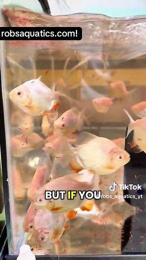 Added 11 new 40-gallon tanks to the new rack in the fish room—the system is coming together fast. To celebrate, the Albino Shortbody Pacu are settling in and eating aggressively, and they’ve officially been discounted by $20 for a limited time. Healthy fish, fresh setups, and more room to grow—available now through robsaquatics.com ! #pacu #florida #aquarium #fishtank #fishtok