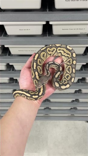 Blackpastel Ghost het DG ♂ #爬虫類 #ballpython #ボールパイソン #reptiles #snake #animals #python