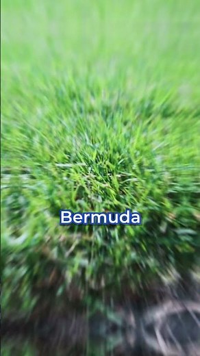 Why Bermuda Grass is Bad (and also SUPER good)