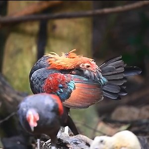 1.2M views · 10K reactions | Beautiful birds live video beautiful ❤️.wildlife captured ..live love 列 #fbreels #viral #trending #birds #reels #nature #instagram #wildlifephotography #wildlife #trend #wildlifelover | Birds Beauty | Facebook