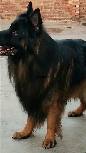 gsdindian kennel. long coat German shepherd kennel India. #gsdindian #gsdpuppy #germanshepherd