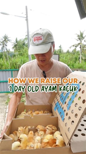 82K views · 1.6K reactions | This is how we raise our 1 day old Ayam Kacuk chicks before sending them to the pasture! #regenerativefarmers #malaysia #chicks #chicken #ayamkacuk #dayoldchicks | Regenerative Farmers Malaysia | Facebook