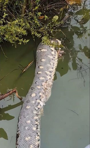 Anaconda killed by Black Caiman