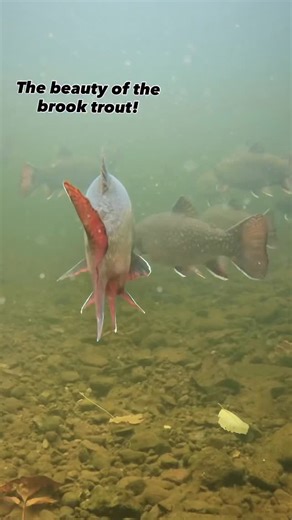 Watching how these fish use their tails in the current is quite interesting! The crazy colours and the way they interact with one another has been a pleasure to witness. I’ve been seeing a lot of damaged fish some with only one eye some others look close to death. Cuts and chucks missing damaged fins and some weird shapes. It just speaks to the resilience and brutal nature of the natural world! #brooktrout #brookies #trout #troutbum #char #eastcoast #naturesbeauty #underwatervideography #onthewa