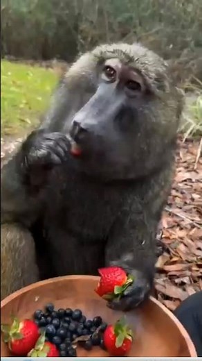Pitbull vs babun monkey#fight #dog #shortvideo
