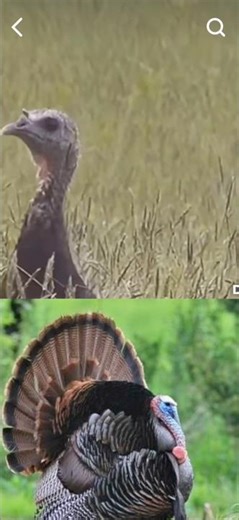 This is what a male man’s female turkey sounds like