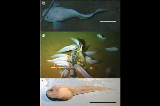 生存不可能とされた「水深8300m超の海」に生きるシンカイクサウオの秘密 | Forbes JAPAN 公式サイト（フォーブス ジャパン）