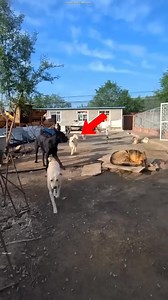 The Real Alpha Dog Has Arrived 💀 #dog #shorts | Fact Cast