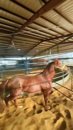 Branden Hannah Livingston on Instagram: "These men are ready to continue our legacy of elite horses and legendary bloodlines #fyp #viral #fypシ #horses #blessed"