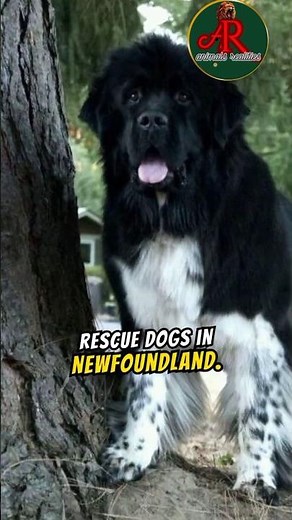 Landseer dogs are so special? this dogs are rescue dogs in Newfoundland.\\\\\\ watch more