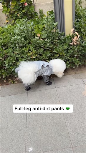Paw love 🐾 on Instagram: "These fleece-lined, full-leg anti-dirt pants really understand dog parents. 🐾❄️ Winter walks stay warm, clean, and stress-free — no muddy fur, no freezing paws. Perfect for daily strolls, especially for fluffy white pups like Bichons! 🤍🐶 #PetMustHave #DogAntiDirtPants #WinterDogWear #CleanWalks #NewDogParent BichonLife"