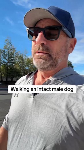 A structured walk doesn’t mean no fun, it just means there’s a purpose! Bruce still gets to explore, but he’s not stopping to sniff or mark every single thing he sees. It keeps his mind focused and makes our outings, whether on walks or in public, so much smoother and enjoyable #bruceofrubydoobydo #brucethedoberman #doberman #dobermann #rubydooby_do | Rubydoobydo