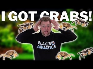 I Got Crabs! Darwin Freshwater Crab Unboxing and Tank Setup