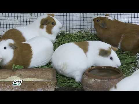GUINEA PIG MANAGEMENT