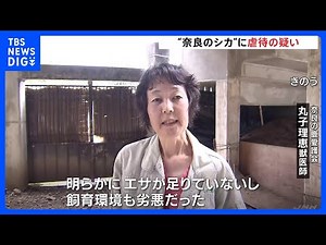 内部通報「餌を与えない」虐待が行われている 奈良公園の鹿の保護活動に取り組む団体｜TBS NEWS DIG