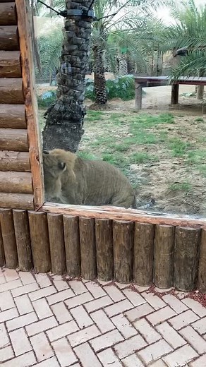 Saif Belhasa على TikTok