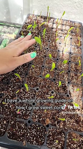 I have 100% germination with sweet corn when I use this method. If you...