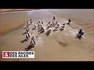 Transhumance of horses in the Camargue