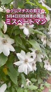 🌸Post-flowering pruning of old-wood blooming clematis🌸 Miss Bethman May 4, 2026 #EnjoyRoseGardenT...