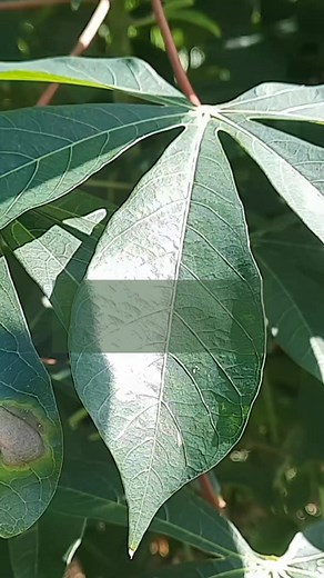 8 BENEFITS of CASSAVA #medicinalplants https://youtu.be/ijczgztvrS0 | Earth's Medicine Jamaica