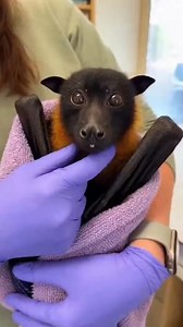 Even big girls sometimes need a snuggle 💜 Valentine is an island flying fox. She's one of the small group that retired here to us in 2023. These girls came to us due to their age (Valentine was born in 2005). The previous rescue caring for these girls realized we had the means to help these bats love out their old age comfortably and with plenty of room to explore. During her health check, Valentine took the opportunity to enjoy a quick snuggle and give us a sweet smile ✌🏼💜🦇 Donations from c