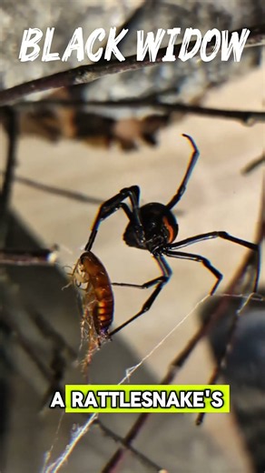 The 3 Deadliest Spiders on Earth 🛑 | Hide Your Bananas! 🍌#deadlyspiders #scaryfacts #thethreehere