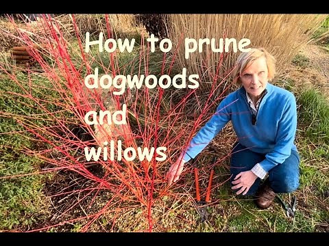 How to prune dogwoods and willows