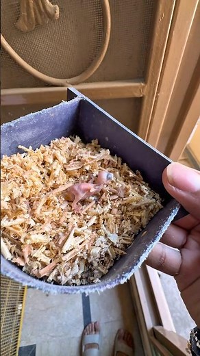 Unexpected Java Finch Baby Found 😥 #ardailypetvlogs #javafinchbird #petshorts