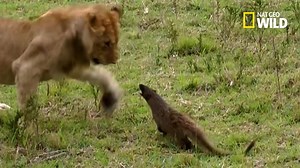 6.4M views · 103K reactions | Pour défendre son territoire, cette mangouste n'hésite pas à attaquer et mordre quatre jeunes lions. | Nat Geo Wild France | Facebook