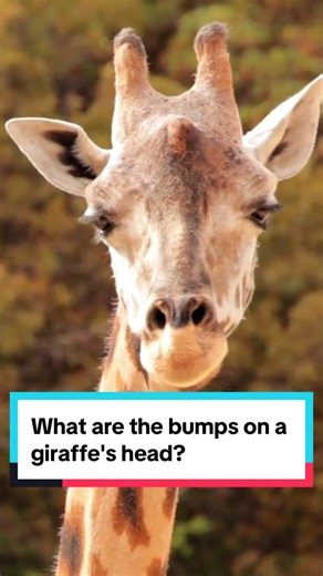 The bumps on a giraffe's head aren't horns or antlers. #giraffe #AnimalFacts #edutok #wildlife