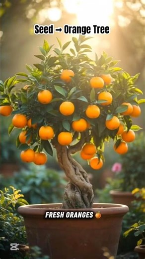 Orange Seed 🌱 to Orange Tree 🌳 in 30 Seconds 🍊