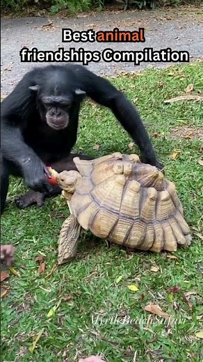 Best Animal Friendships 2025 ❤️🐾 | Unlikely Bonds That Will Melt Your Heart