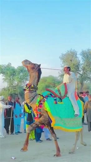 Amazing Camel Dance in Desert | Rare Camel Dance Video | Camel World #camels #dance #viral #fyp