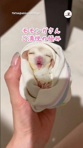 幸せそうに頬張るモモンガさん｜PECO