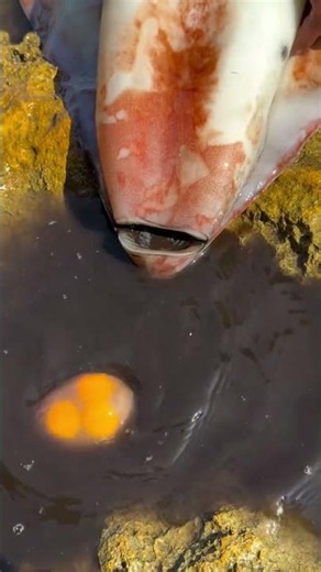 What Happens When You Give Eggs to a Giant Squid?