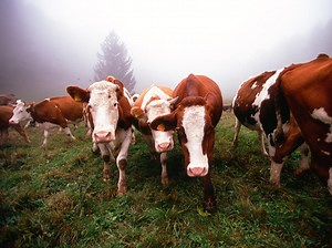 828K views · 946 shares | Love cheese? Us too! From farm to table, a day in the life of our global cheese buyer. | Whole Foods Market | Facebook