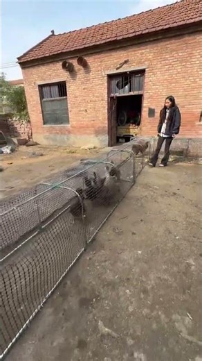 Tunnel-Style Chicken Cage Run System | Smart Poultry Farming Solution#ChickenCageRun #TunnelPoultry