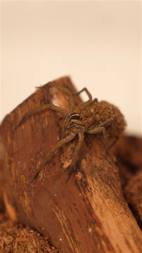 11K views · 77 reactions |  Did you know? Wolf spiders are super moms—they carry their babies on their back until the little ones are ready to head out on their own!  One of the coolest examples of parental care in the spider world. Nature never stops amazing us!  Let’s get wild! 年 #WildManDan #WolfSpider #SpiderFacts #NatureDidYouKnow #WildlifeEducation #CreepyCrawlies #LetsGetWild #WMDs | Wild Man Dan | Facebook
