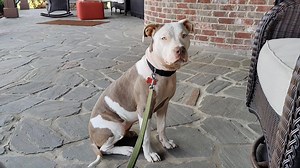 Two dear friends of mine are fostering a real loser. Her background is invented, but I know she wasn't 'abused'. Her problems are easily observable. She can't be housetrained. Why? She has no appetite for treats and is not much moved by physical affection. When I got to their house on Thanksgiving, she had to be walked on leash to a potty area - because she had no recall or 'stay'. She only responded sometimes to her 'name'. She couldn't romp of play on a six foot leash. She was of course trauma