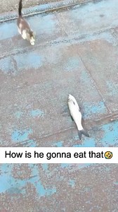 1.9M views · 38K reactions | Kitten eating! Funny kitten videos #kitten #funny #funnycat #funnypet #funnyvideos #funnyanimals #fyp #cutecat #catlovers #PetsOffacebook #cats | Funny Catt | Facebook