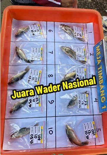 Juara Mancing Wader Nasional dengan Bobot 34 Gram