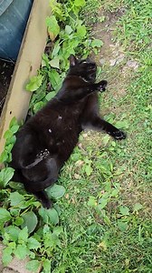 🐈‍⬛🦄🐘🦒🦄 I "accidentally " fell in da nip and I can't get up 😹 SmOOooOOoOoOooooch🩷🦄🩷🦄 | Gentle Ben