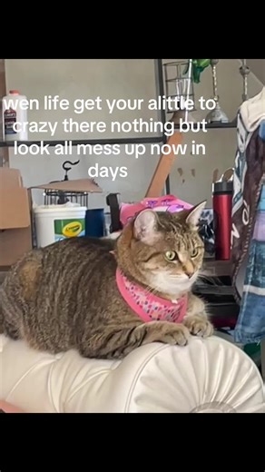 #funny quilts #cats