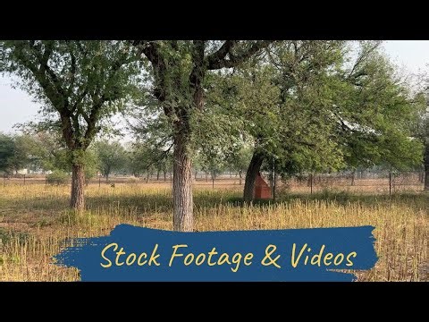 Peaceful Rural Landscape with Trees | Indian Countryside Nature